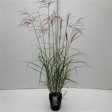 MISCANTHUS sine.Ferner Osten