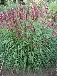 MISCANTHUS sine.Ferner Osten - Image 2