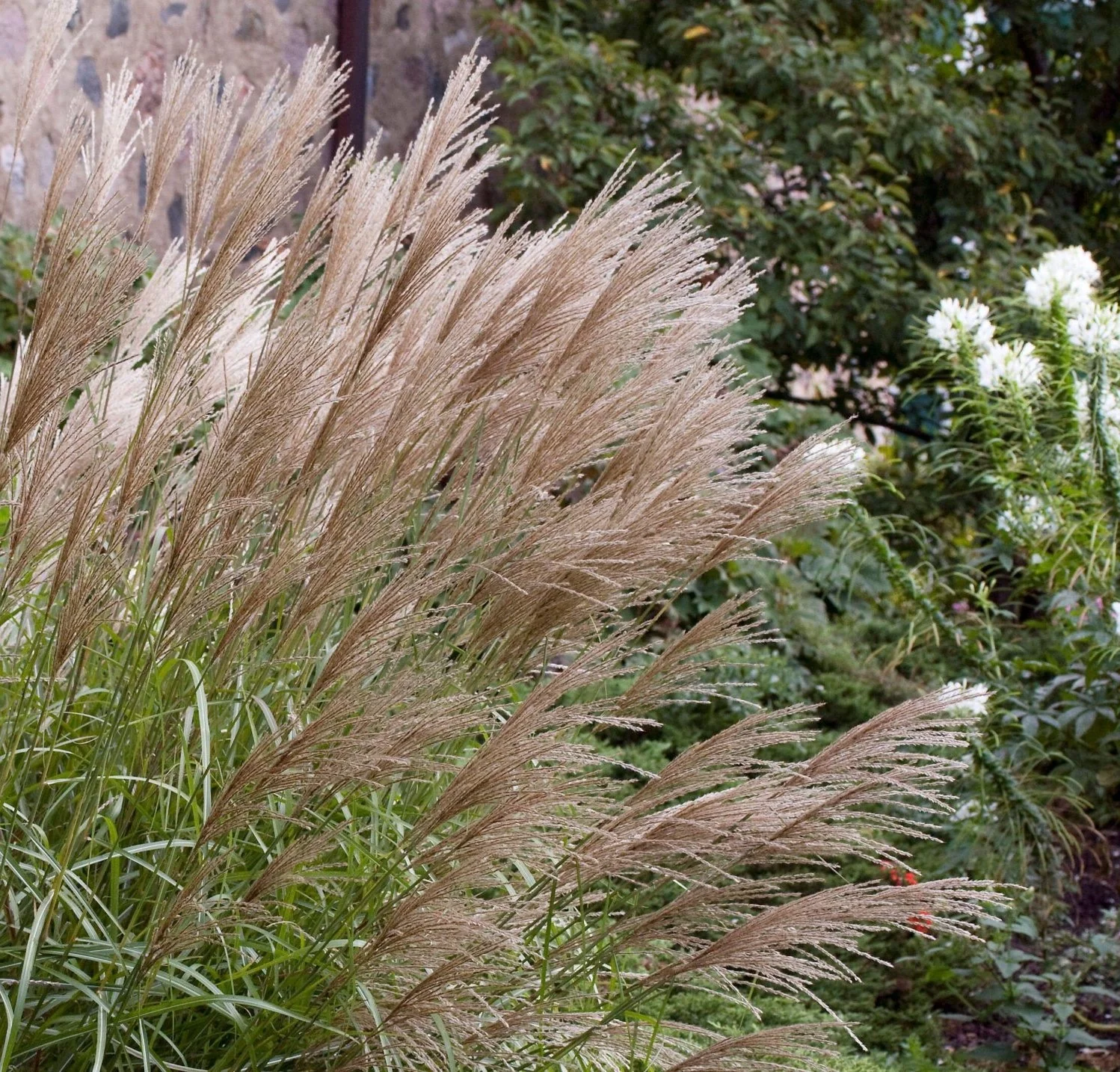 MISCANTHUS sine.Ferner Osten