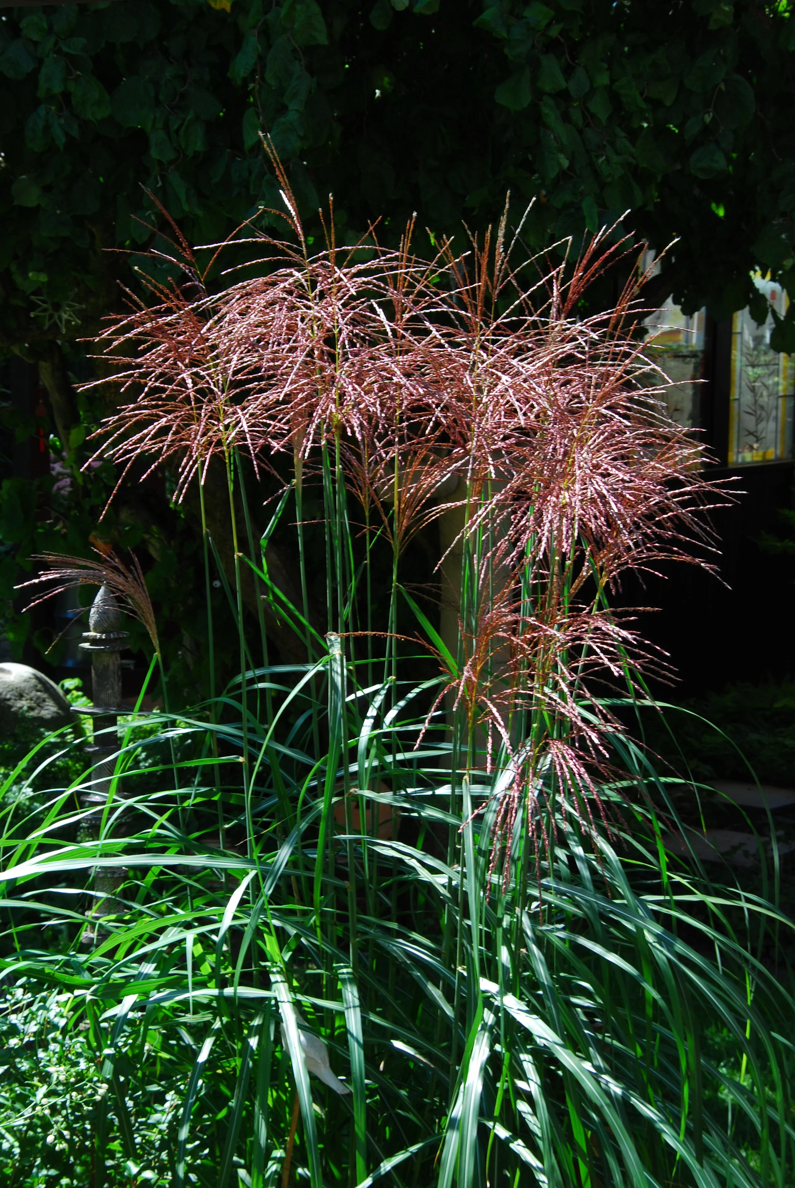 MISCANTHUS sine. Malepartus