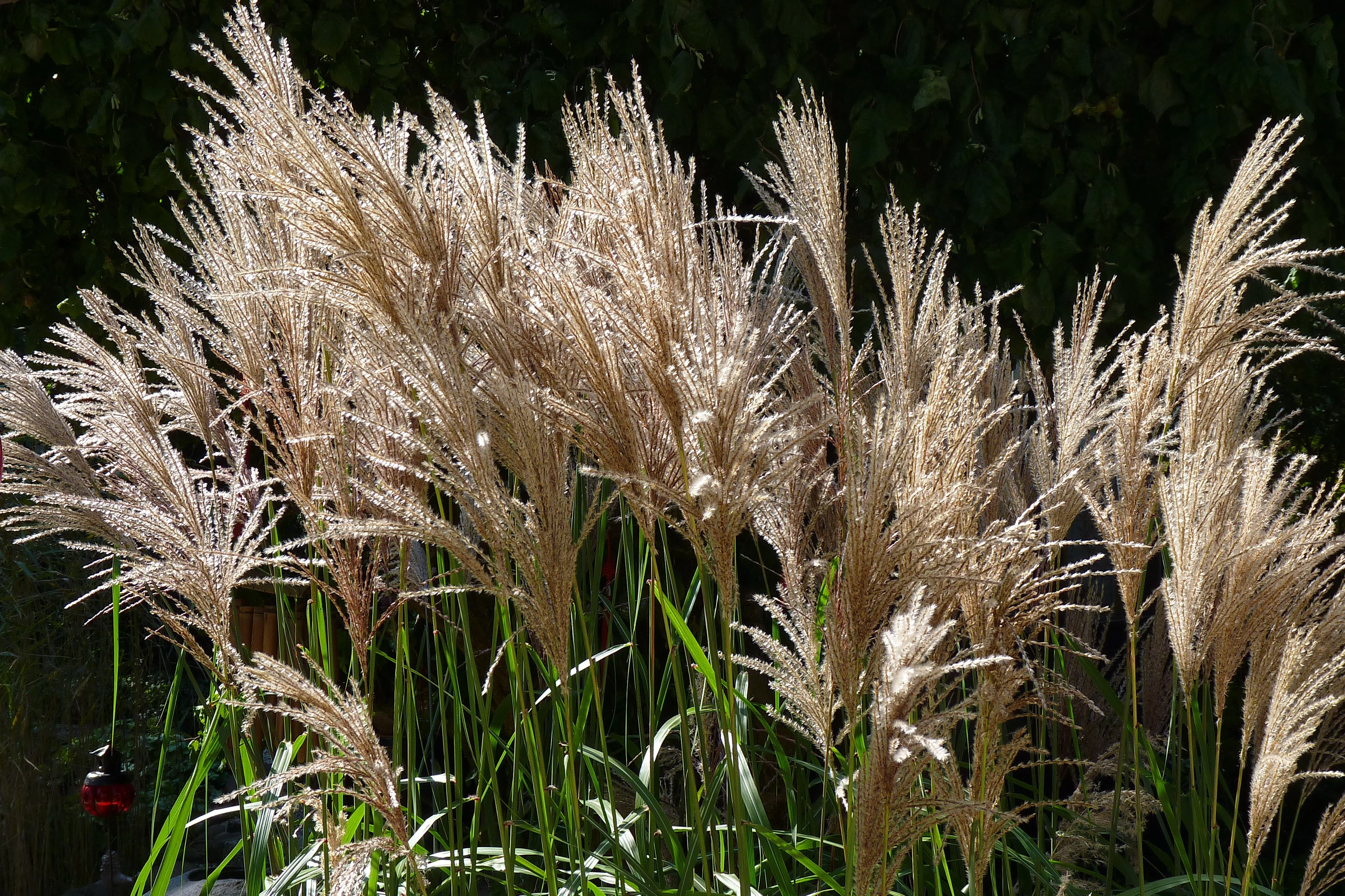 MISCANTHUS sine. Malepartus - Image 2