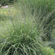 Molinia arund. Skyracer