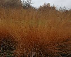 MOLINIA arund. Transparent 3Ltr Pot