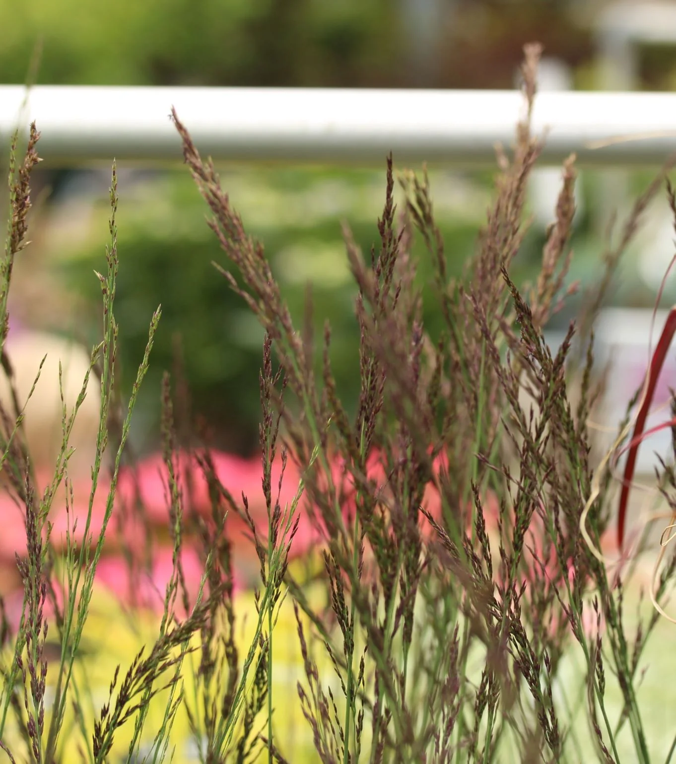Molinia caer. Edith Dudszus  3 Ltr pot