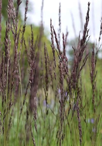 MOLINIA caerulea Edith Dudszus
