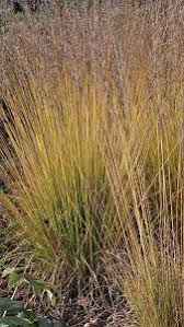 MOLINIA caerulea Heidebraut - Image 2