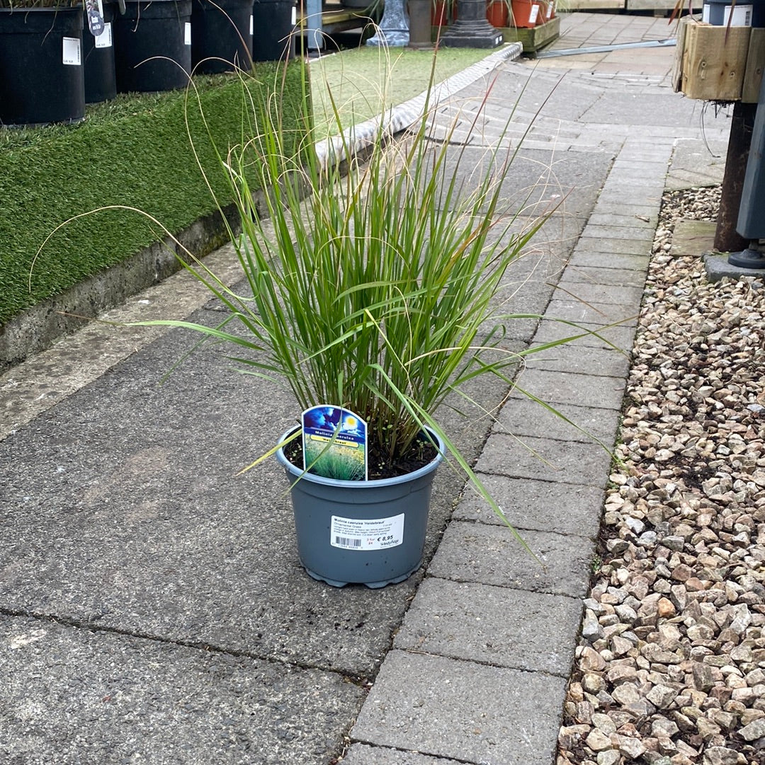 Molinia caerulea Heidebraut 2 Ltr pot - Image 3