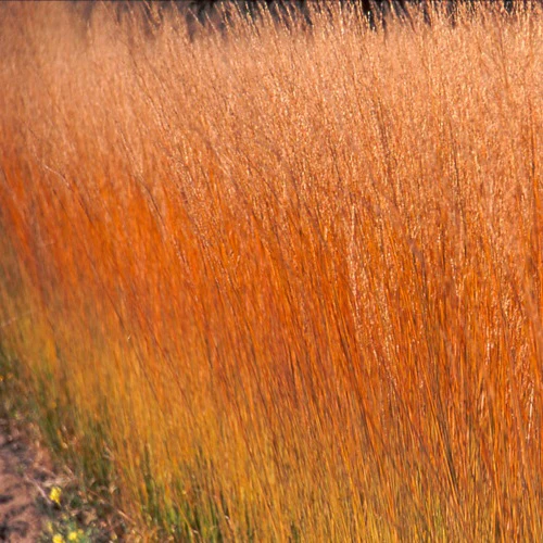 Molinia caerulea Heidebraut - Image 2