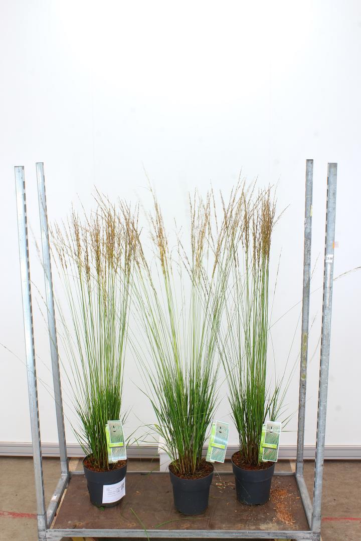 Molinia caerulea Heidebraut