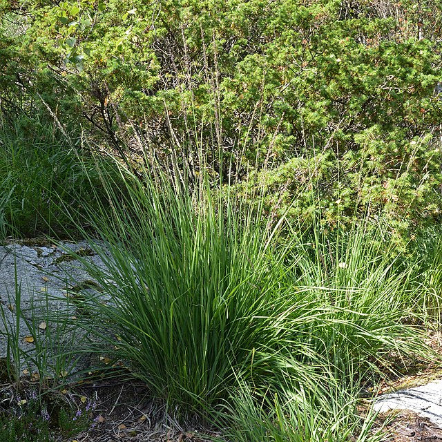 MOLINIA caerulea Heidebraut - Image 2