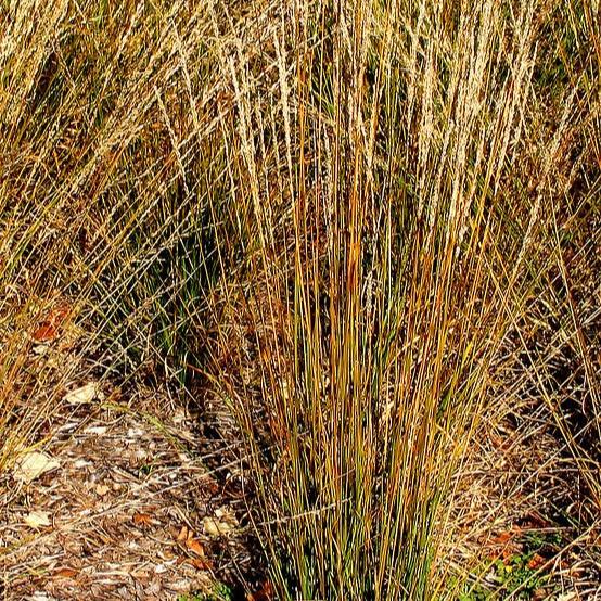 Molinia caerulea Moorhexe - Image 2