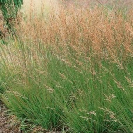 Molinia caerulea Moorhexe - Image 3