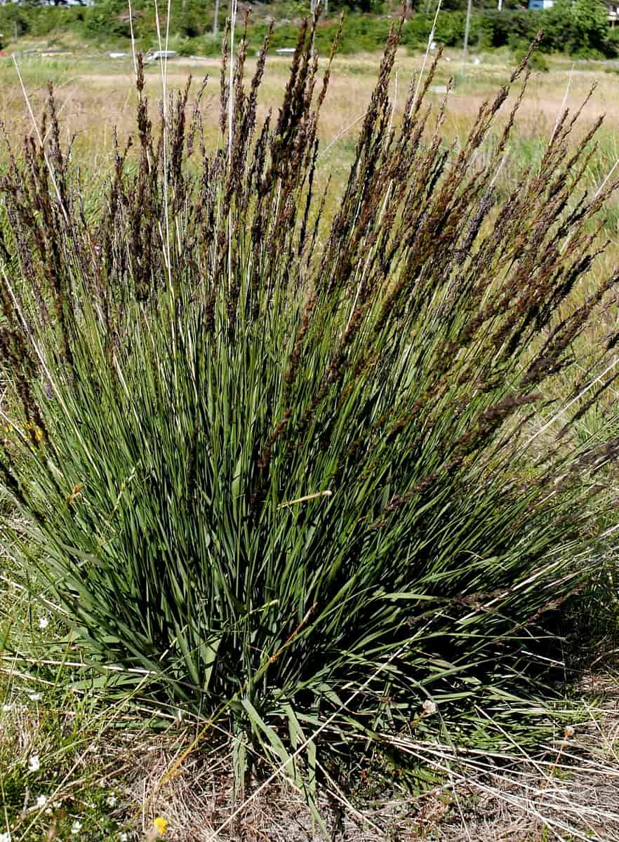 MOLINIA caerulea Torch - Image 2