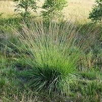 MOLINIA caerulea Torch - Image 3