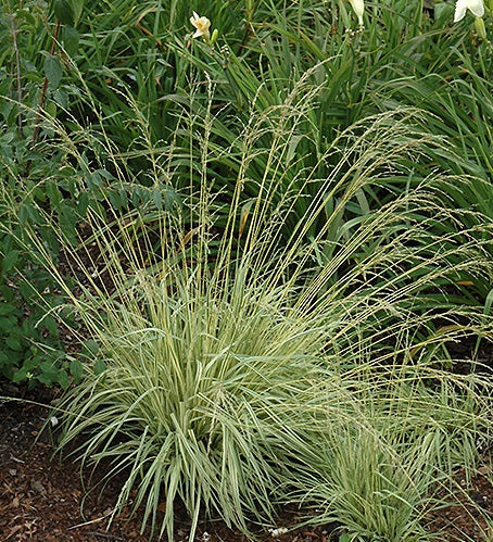 Molinia Variegata - Image 3