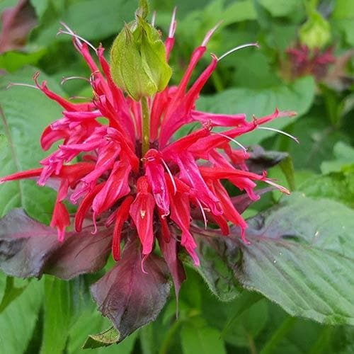 Monarda Cambridge Scarlet - Image 3
