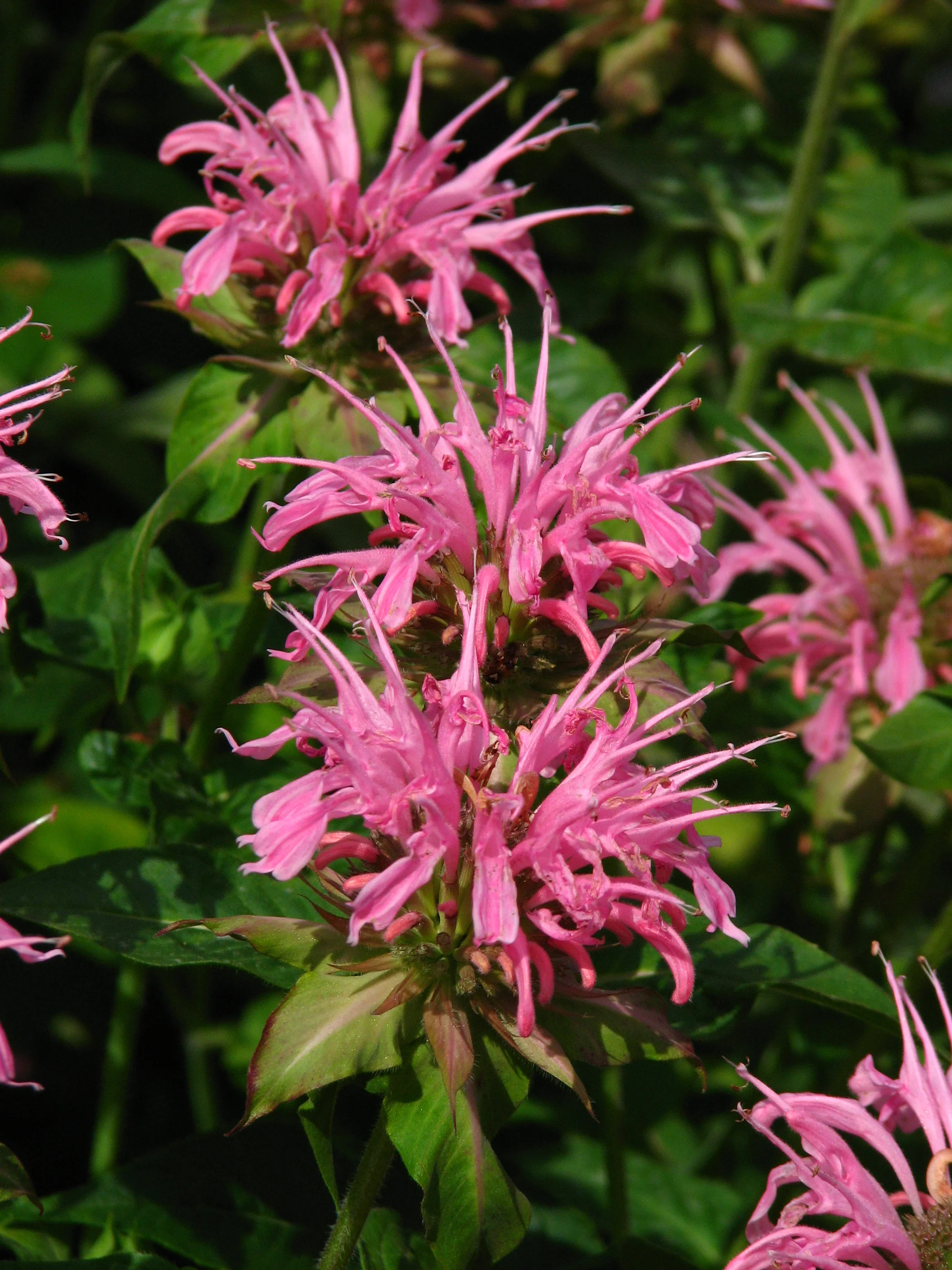 Monarda Croftway Pink - Image 2