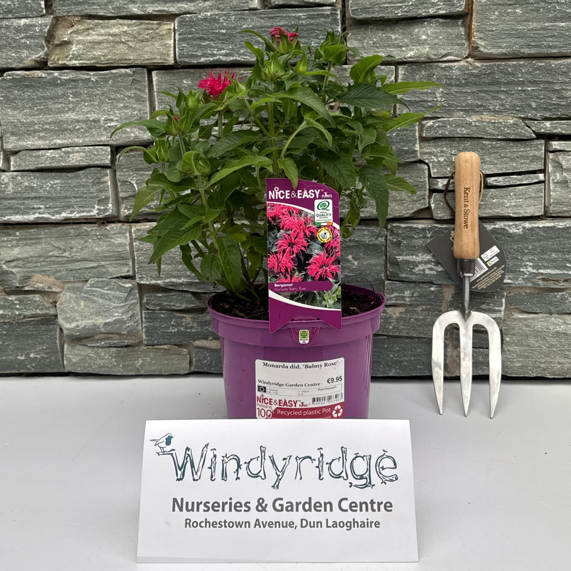Monarda did. Balmy Rose 3lt pot - Image 2