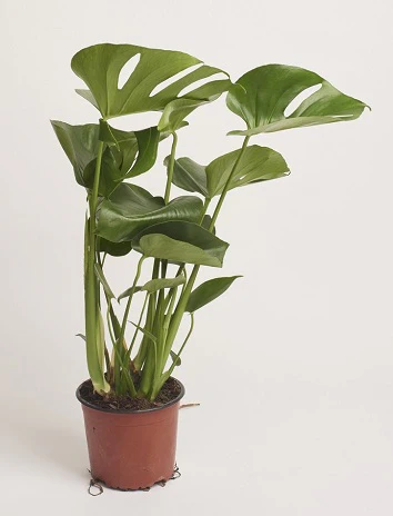 Monstera deliciosa