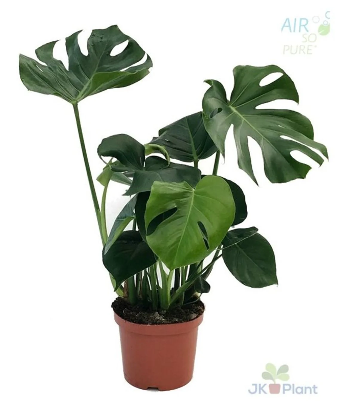 Monstera deliciosa(ASP) P21