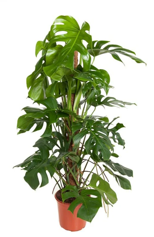 Monstera deliciosa(Decorum) P24 + mosspole
