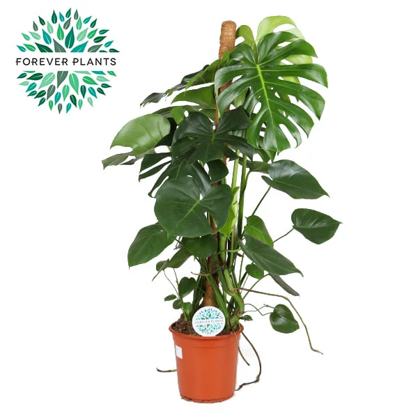 Monstera deliciosa(Forever) P24 + mosspole