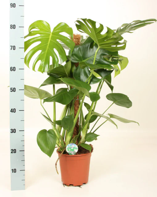 Monstera delicosa on mosspole