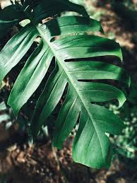 Monstera delicosa on mosspole - Image 2
