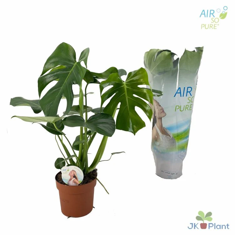 Monstera delicosa  P17 - Image 2