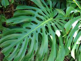 Monstera delicosa  P23
