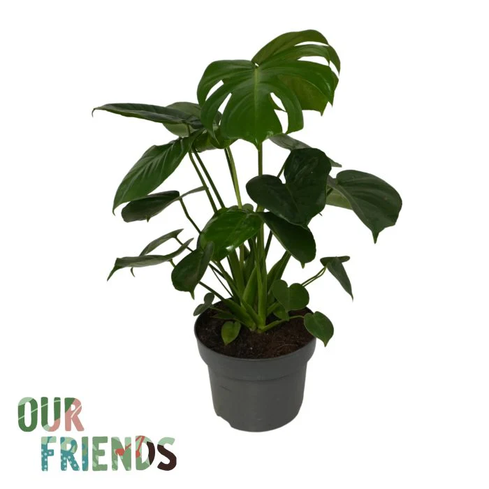 Monstera delicosa  P23 - Image 2