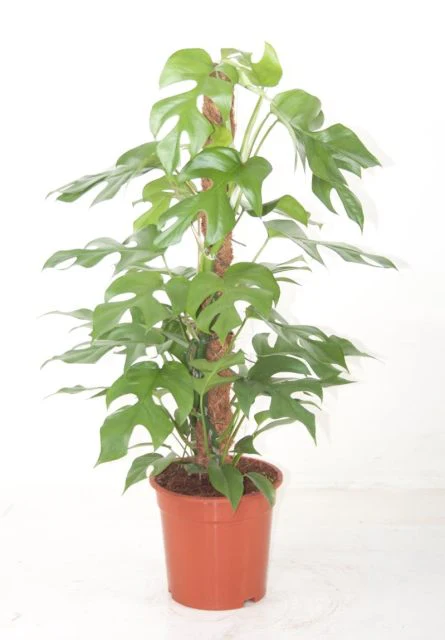 Monstera minima