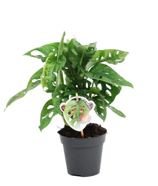 Monstera obliqua Leichtlinii