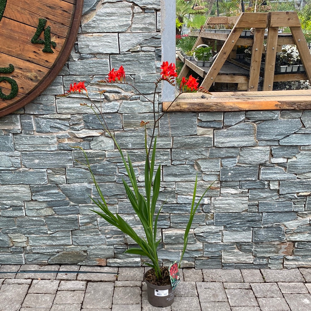 Montbretia (Crocosmia Lucifer) - Image 2