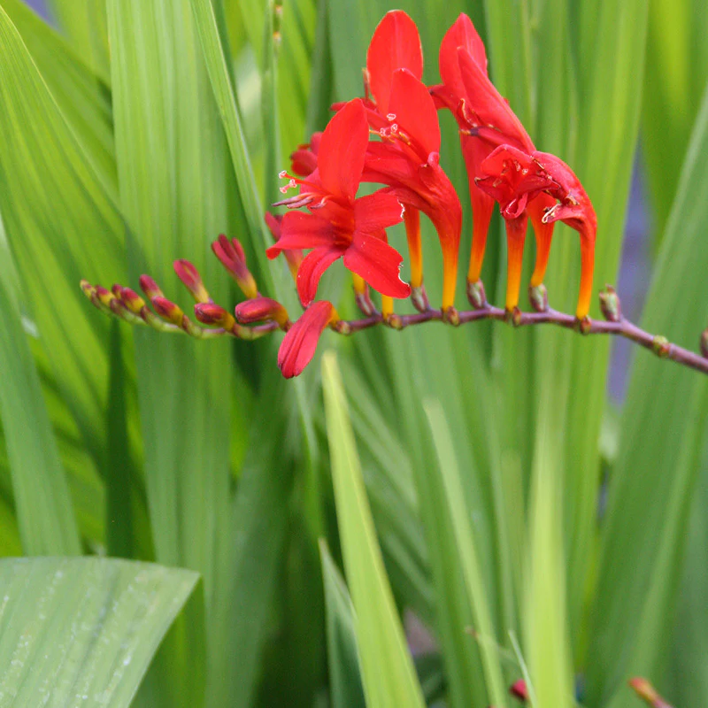 Montbretia Crocosmia Lucifer (2Ltr Pot) - Image 3
