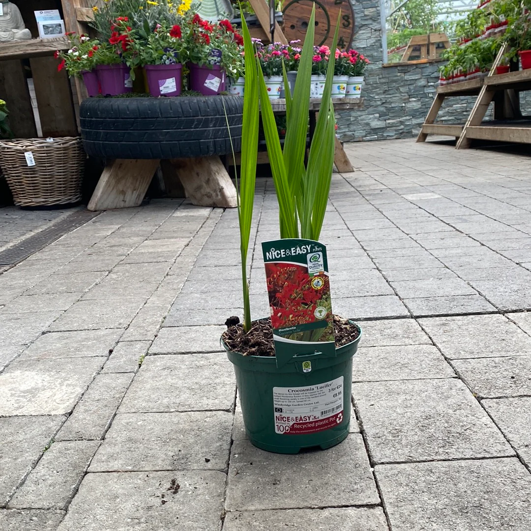 Montbretia Crocosmia Lucifer (2Ltr Pot) - Image 4