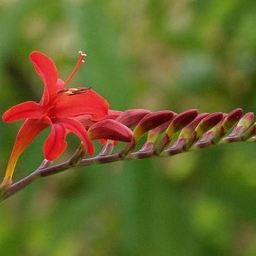Montbretia Crocosmia Lucifer (2Ltr Pot) - Image 5