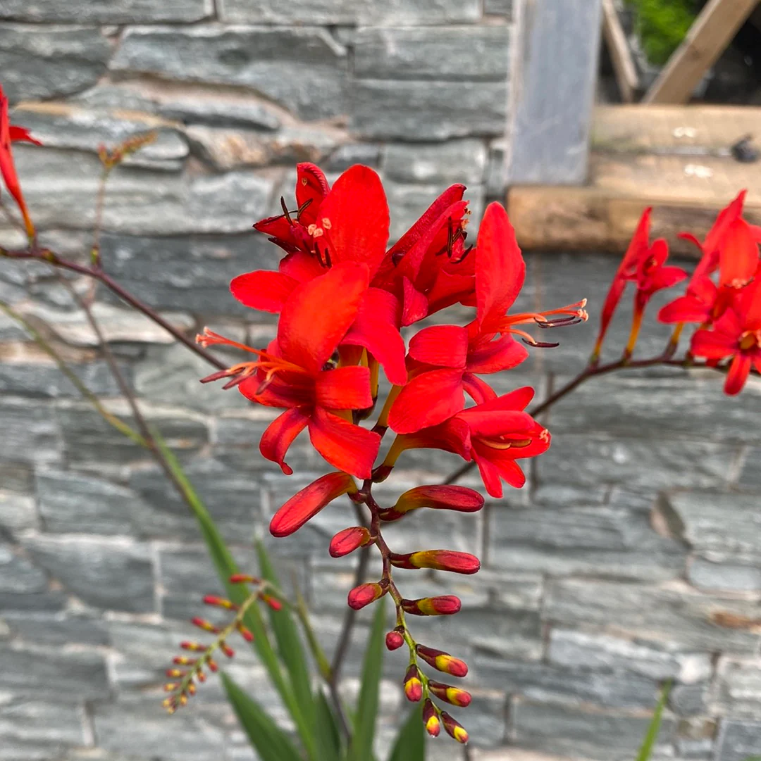 Montbretia (Crocosmia Lucifer) - Image 3