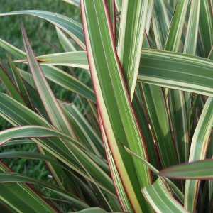 Mountain Flax (Phormium Tricolor)