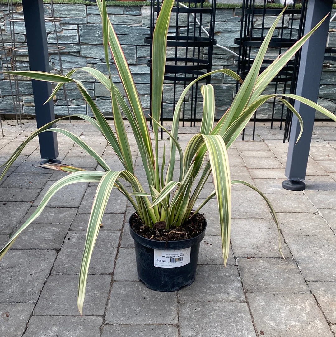 Mountain Flax (Phormium Tricolor) - Image 2