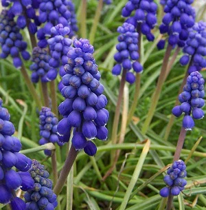 Muscari armeniacum