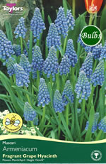 MUSCARI ARMENIACUM