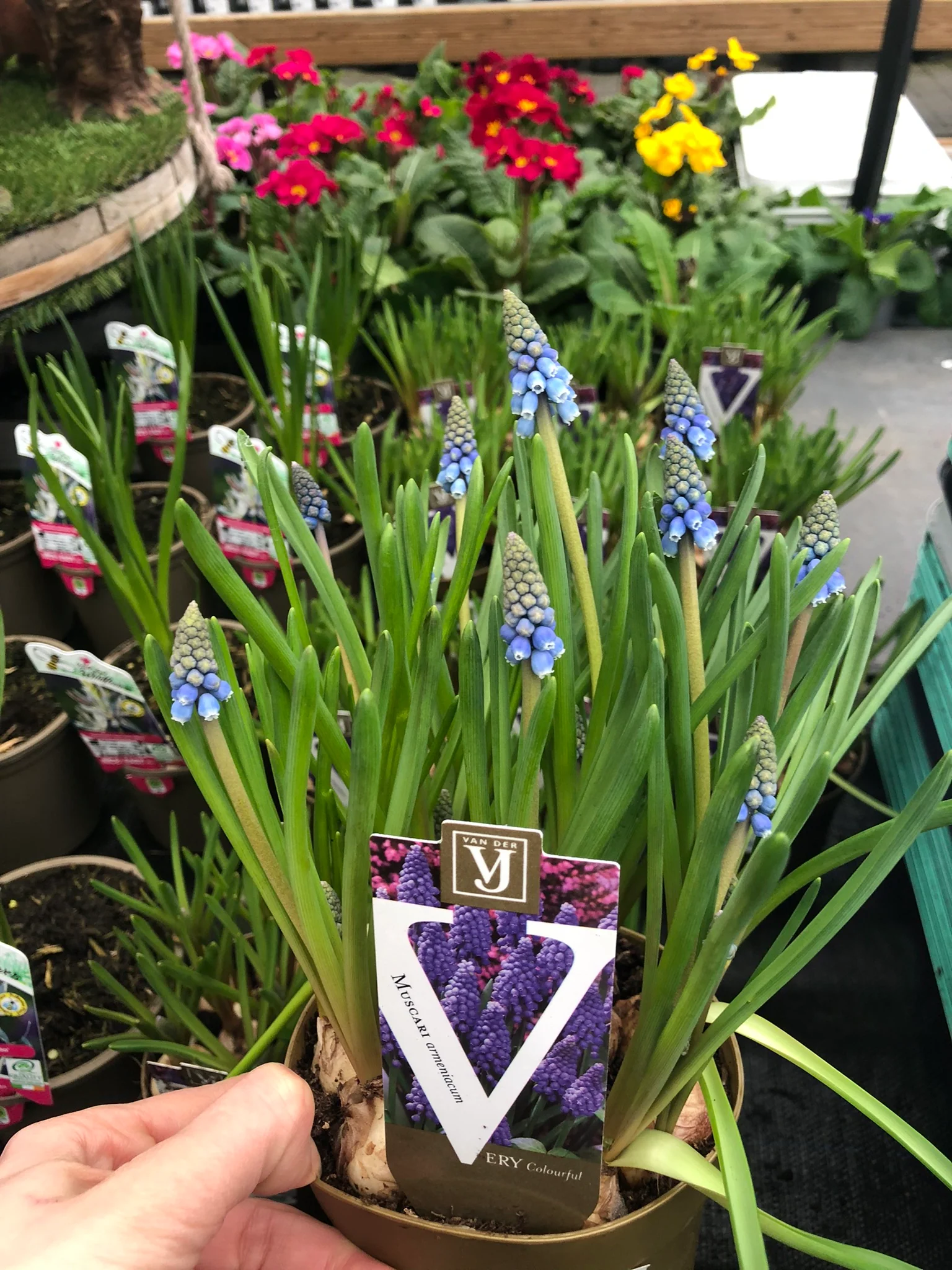 Muscari armeniacum  P12, golden pot