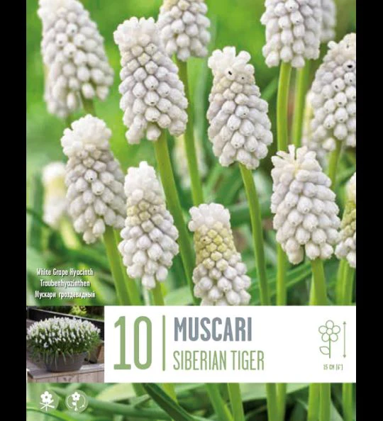 MUSCARI ARMENIACUM SIBERIAN TIGER