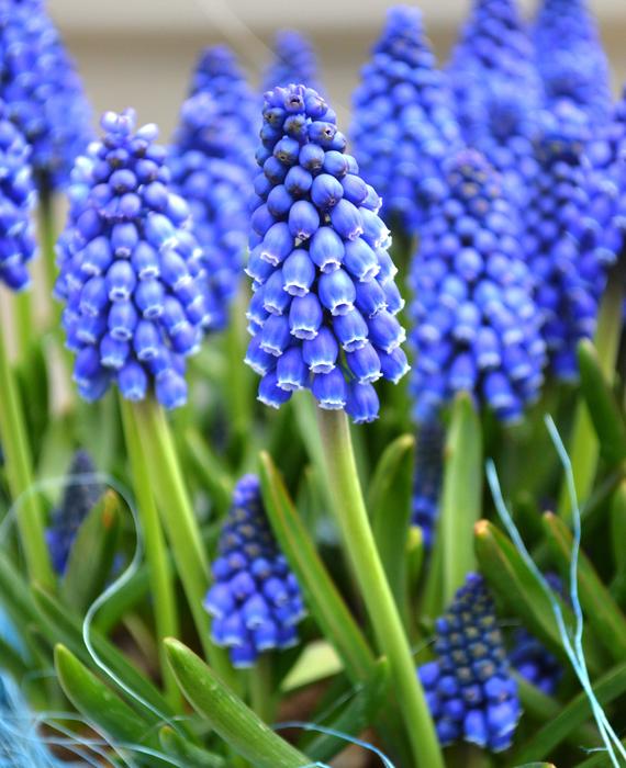 Muscari  Big Smile - Image 2
