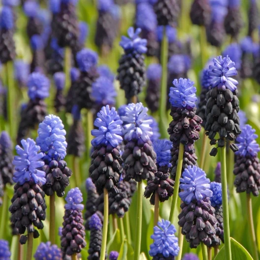 MUSCARI LATIFOLIUM