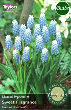 MUSCARI PEPPERMINT