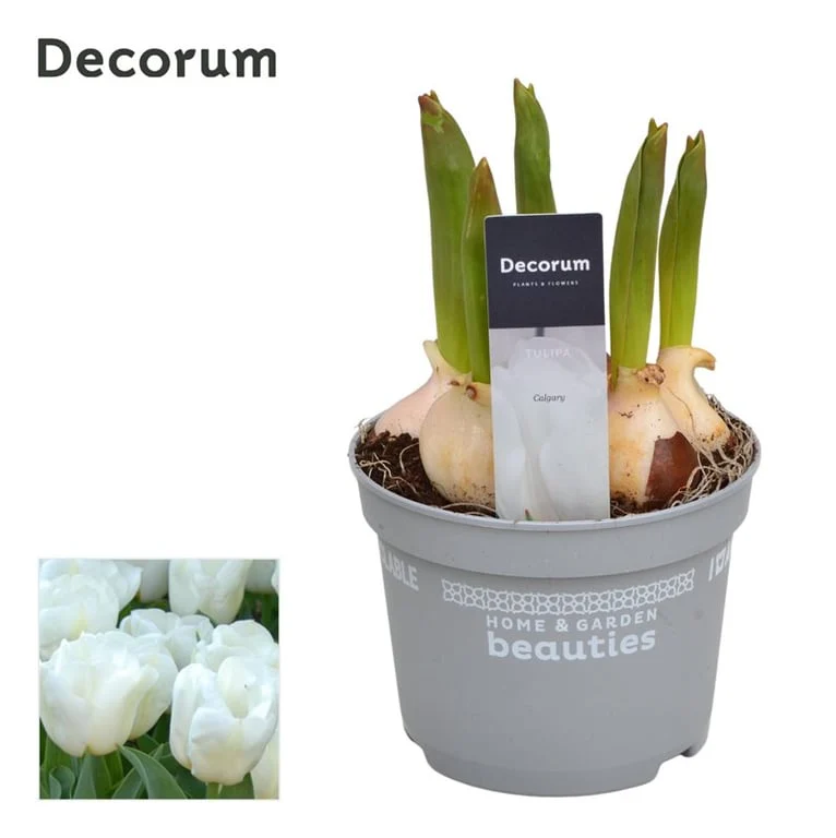 Muscari White Magic  P12 - Image 2