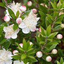 MYRTUS com. sub. tarentina - Image 3