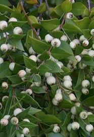 Myrtus communis 3 Ltr pot